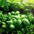 Les plantes aromatiques à cultiver en hydroponie : basilic, thym, persil, coriandre, etc.