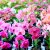 Cultiver des plantes ornementales en hydroponie : orchidées, roses, etc.