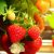Cultiver des fruits en hydroponie : fraises, framboises, mûres, etc.