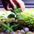 Cultiver des herbes médicinales en hydroponie : camomille, menthe, thym, etc.