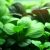 Les plantes médicinales à cultiver en hydroponie : menthe, camomille, valériane, etc.