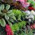 Les plantes ornementales à cultiver en hydroponie : roses, orchidées, fougères, etc.
