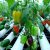 Cultiver des légumes-fruits en hydroponie : tomates, poivrons, aubergines, etc.
