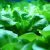 Cultiver des légumes-feuilles en hydroponie : laitue, épinards, chou frisé, etc.